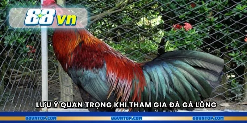 Lưu ý quan trọng khi tham gia đá gà lồng